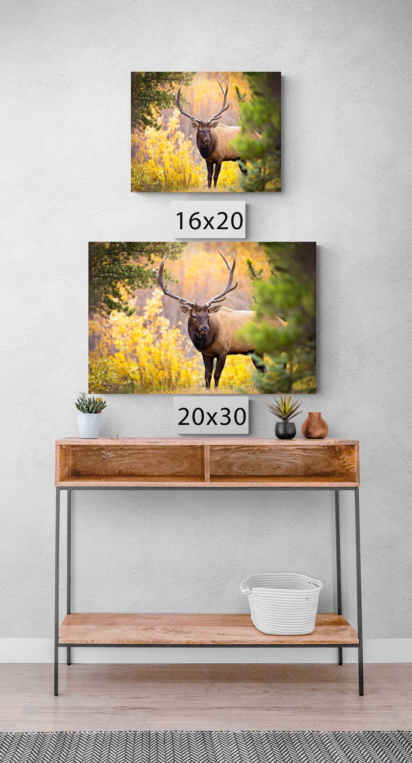 Bull Elk in Autumn Aspens, Wildlife Wall Canvas, Rocky Mountain National Park, Colorado Photography Art Print, Original Made in the USA