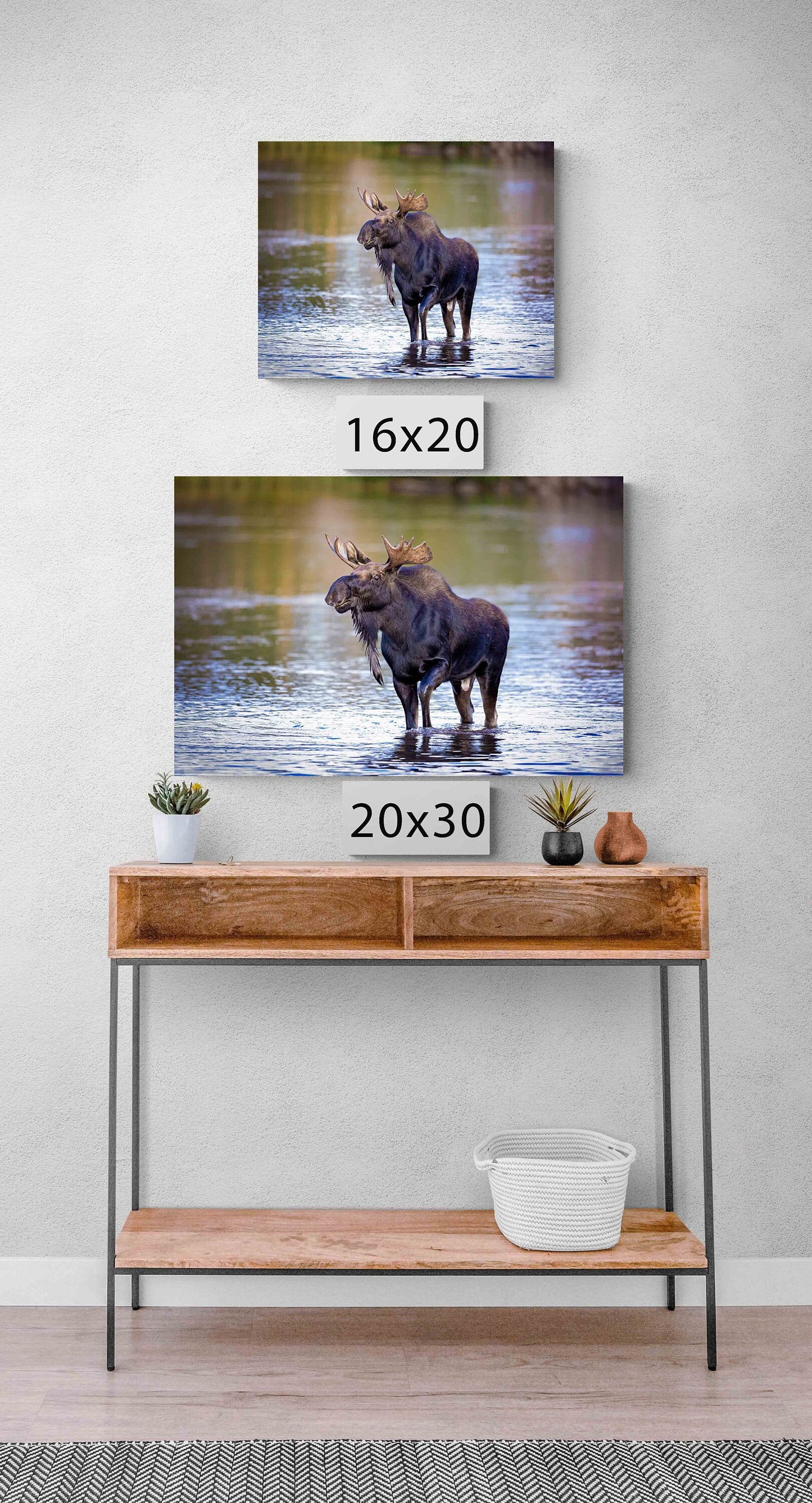 Bull Moose Photo, Rocky Mountain National Park Wildlife, Colorado Canvas Wall Art Print, Fine Art Nature, Original Animal Photography