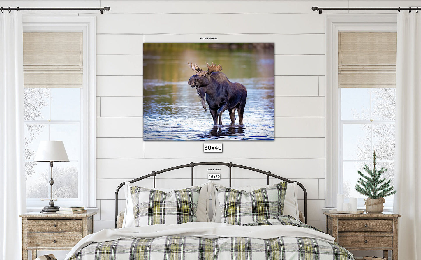 Bull Moose Photo, Rocky Mountain National Park Wildlife, Colorado Canvas Wall Art Print, Fine Art Nature, Original Animal Photography