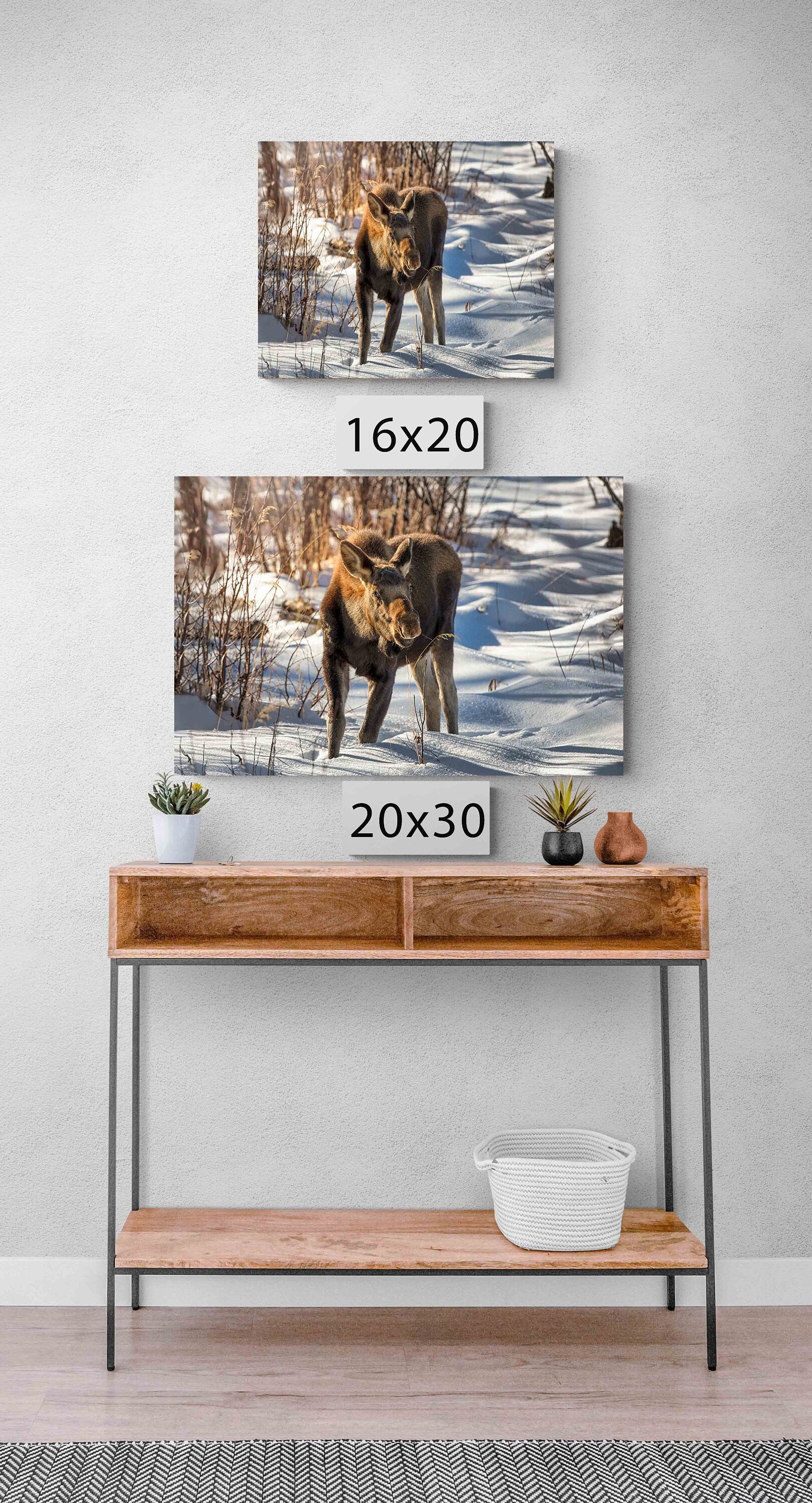 Moose Cow and Calf Photo, Rocky Mountain National Park, Colorado Canvas Wall Art Prints, Original Wildlife Photography, Canvas Decor