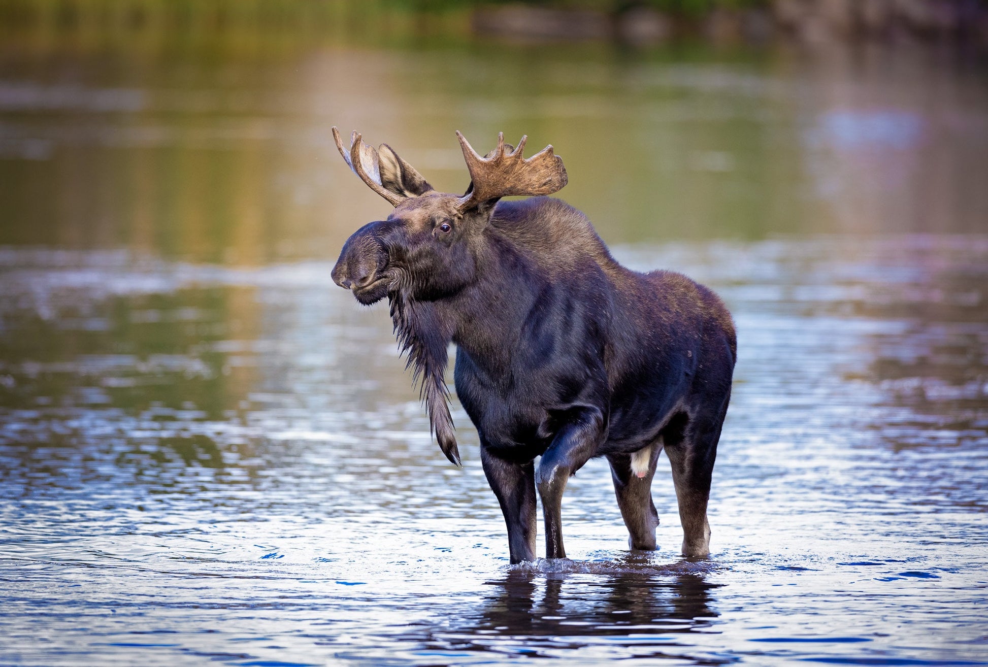 Bull Moose Photo, Rocky Mountain National Park Wildlife, Colorado Canvas Wall Art Print, Fine Art Nature, Original Animal Photography