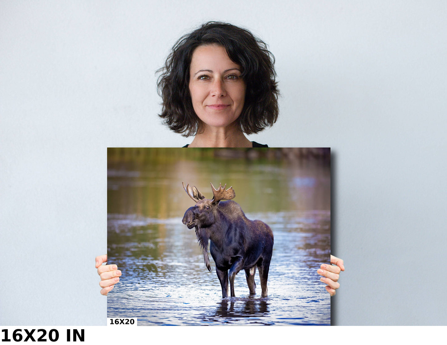 Bull Moose Photo, Rocky Mountain National Park Wildlife, Colorado Canvas Wall Art Print, Fine Art Nature, Original Animal Photography