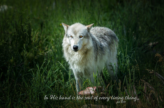 Job 12:10 Scripture Canvas, Gray Wolf Bible Verse, Yellowstone Christian Inspirational Wall Art, In God's Hand, Rocky Mountain Wildlife