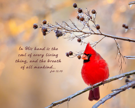 Job 12:10 Red Cardinal Bible Verse, Cardinal Scripture Canvas, Christian Inspirational Wall Art, In His Hand is the Soul of Every Living