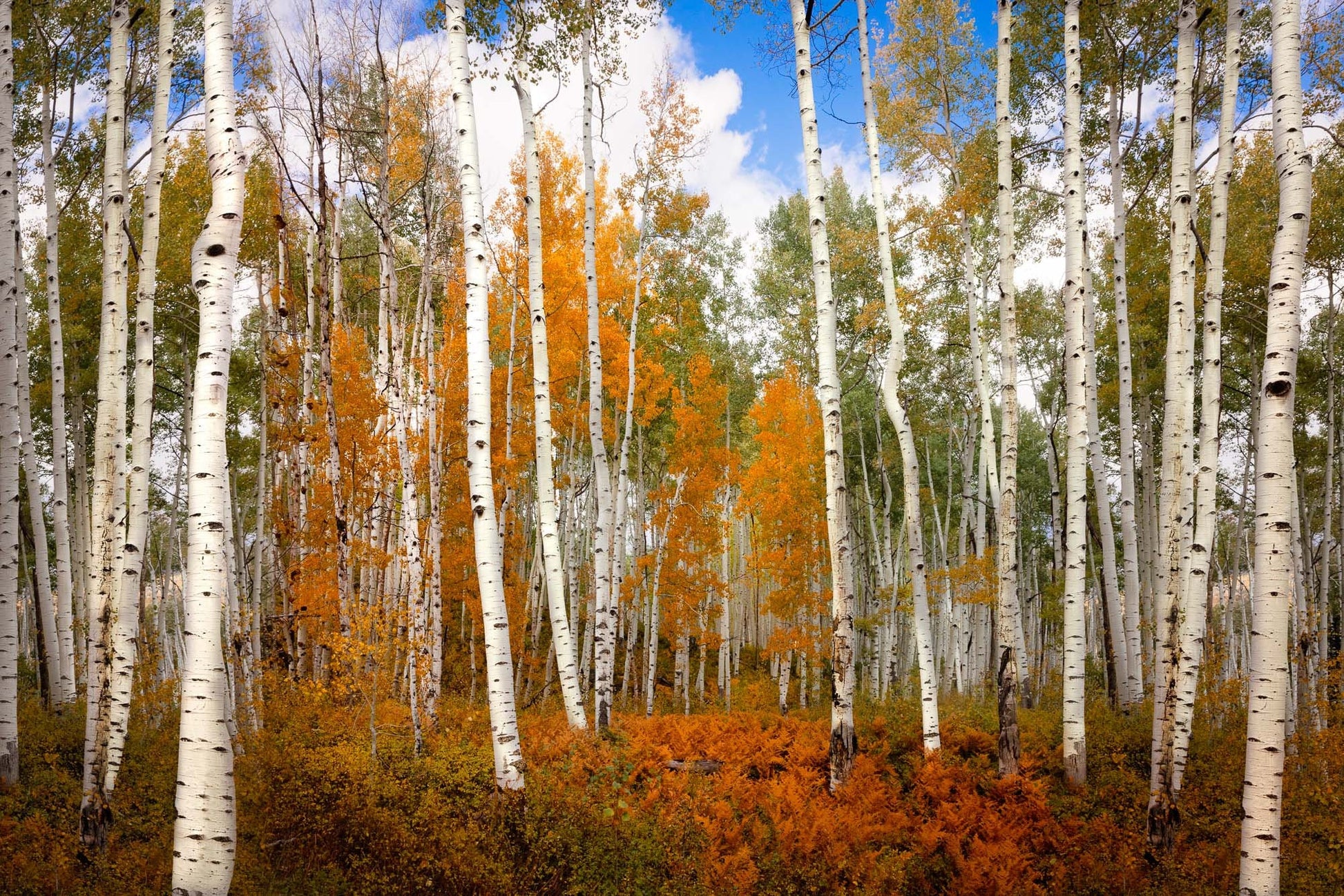 Beautiful aspen grove with deep orange and gold and white barked aspen trees in fall with a blue sky behind. Taken near Crested Butte Colorado in autumn.