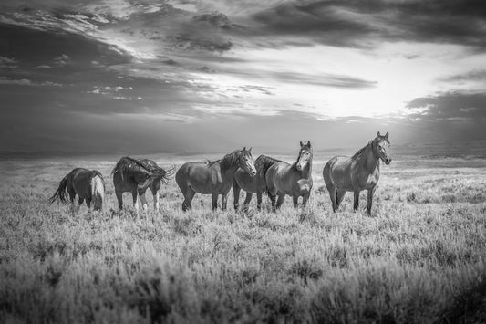 Black and White Wyoming Wild Horses Wall Art Print, Wild Mustang Photo Canvas, Cowboy Old West Decor for Home, Living Room, Bedroom Office