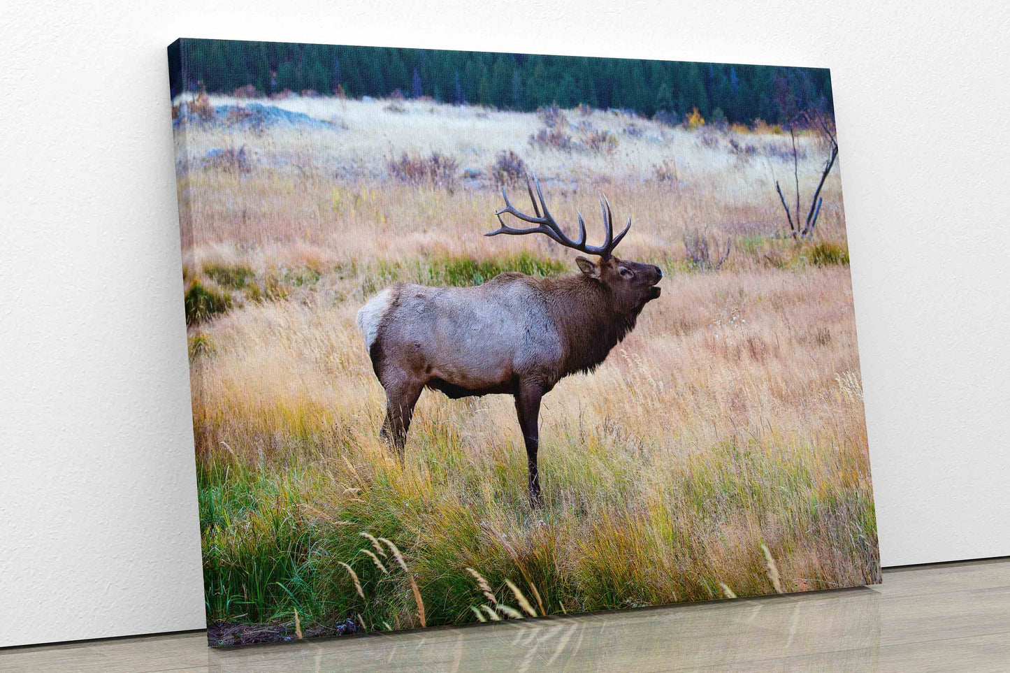 Bull Elk Bugling in Rocky Mountain National Park, Moraine Park, Colorado Art Prints, Elk Photography, Wildlife Wall Canvas, Made in the USA