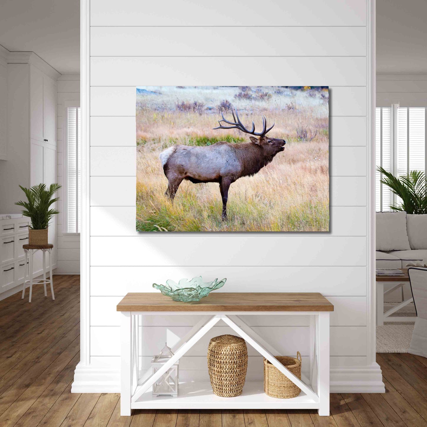 Bull Elk Bugling in Rocky Mountain National Park, Moraine Park, Colorado Art Prints, Elk Photography, Wildlife Wall Canvas, Made in the USA