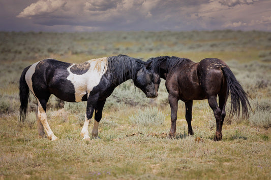 Wild Horses in Wyoming Wall Art Print, Wild Mustang Photo, Wildlife Canvas, Cowboy Old West Decor for Home, Living Room, Bedroom Office