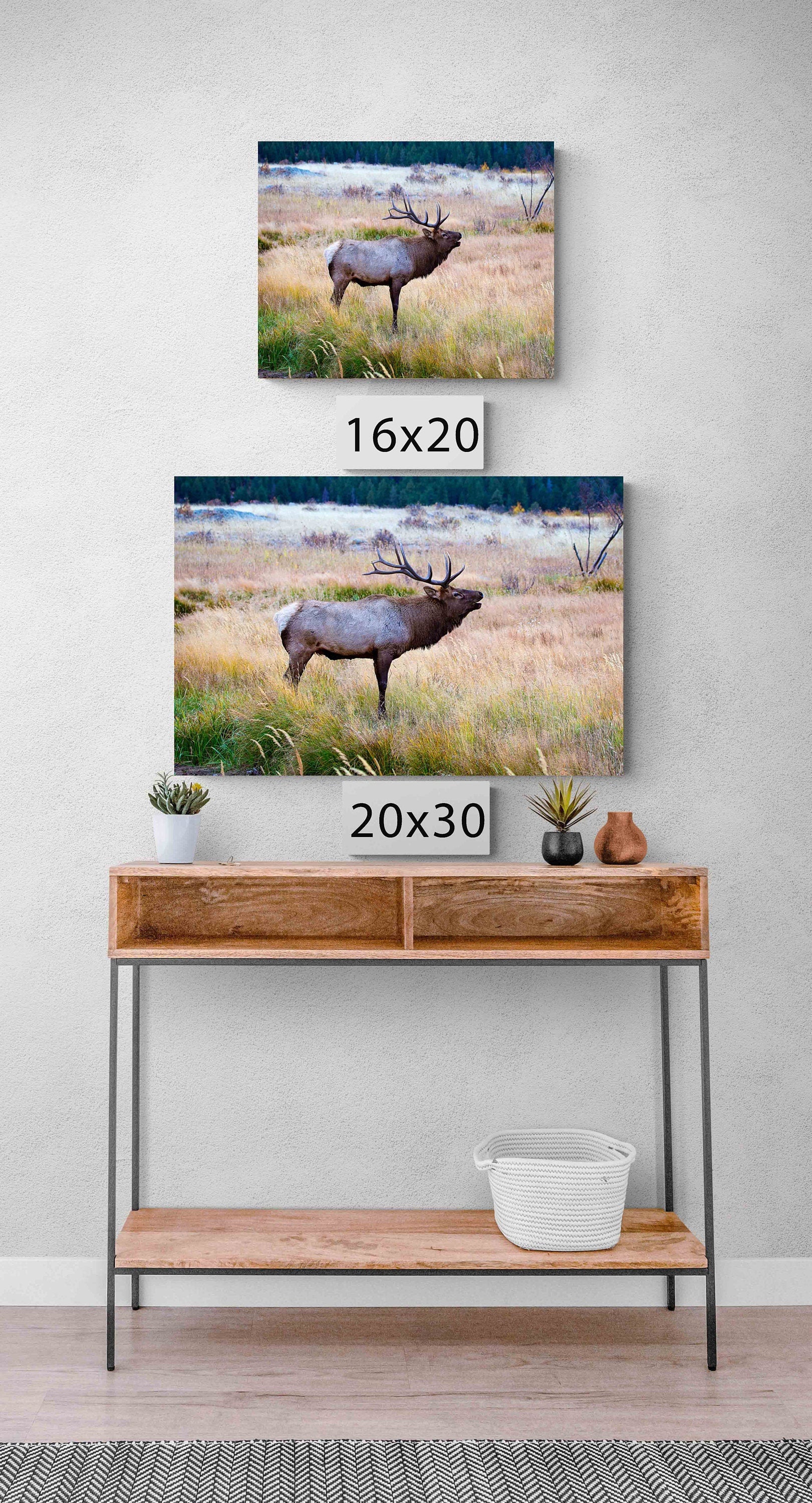 Bull Elk Bugling in Rocky Mountain National Park, Moraine Park, Colorado Art Prints, Elk Photography, Wildlife Wall Canvas, Made in the USA