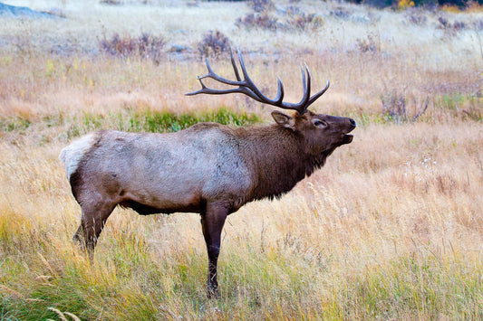 Bull elk bugling in Rocky Mountain National Park, Colorado. Photo taken in Moraine Park. Available in canvas or premium paper prints.