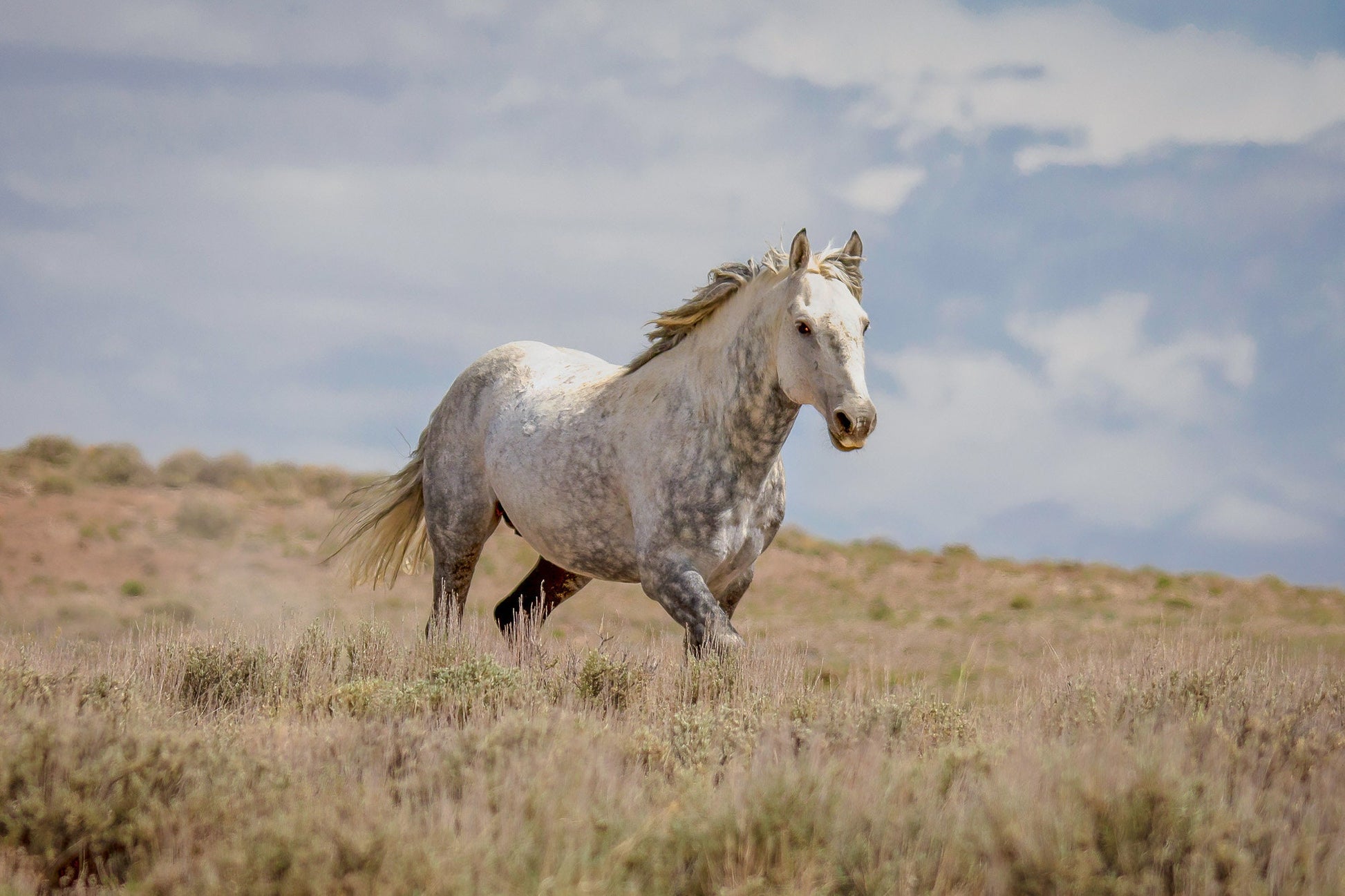 Wild Horse in Colorado Wall Art Print, Wild Mustang Gray Stallion Photo, Wildlife Canvas, Cowboy Old West Decor for Home or Office