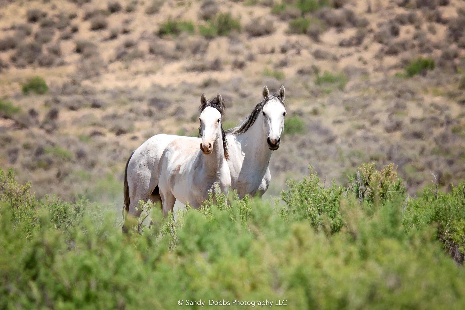 Colorado Wild Horses Photo Print, Wild Mustangs in Colorado Wall Art, Pinto and Gray Mares, Wildlife Canvas, Cowboy Old West Decor