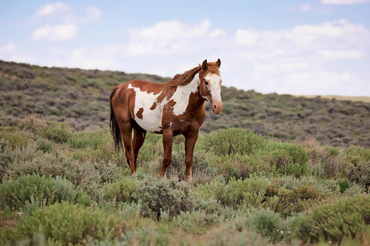 Wild Mustang Pinto Stallion Photo, Wild Paint Horse in Colorado Wall Art Print, Wildlife Canvas, Cowboy Old West Decor for Home or Office