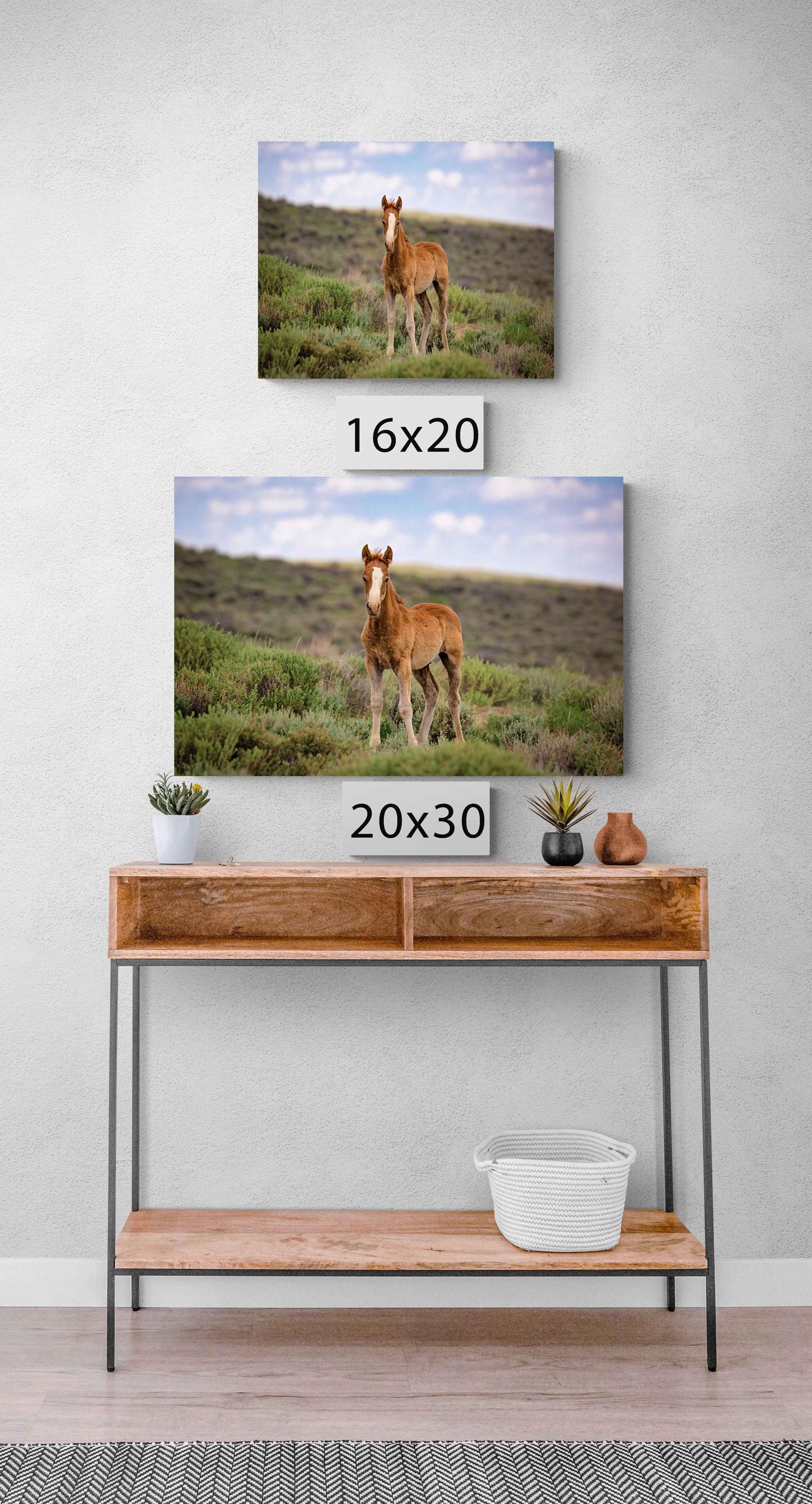 Wild Mustang Baby Horse Canvas Photo, Wild Foal in Colorado Wall Art Print, Wildlife Horse Canvas, Cowboy Old West Decor for Home or Office