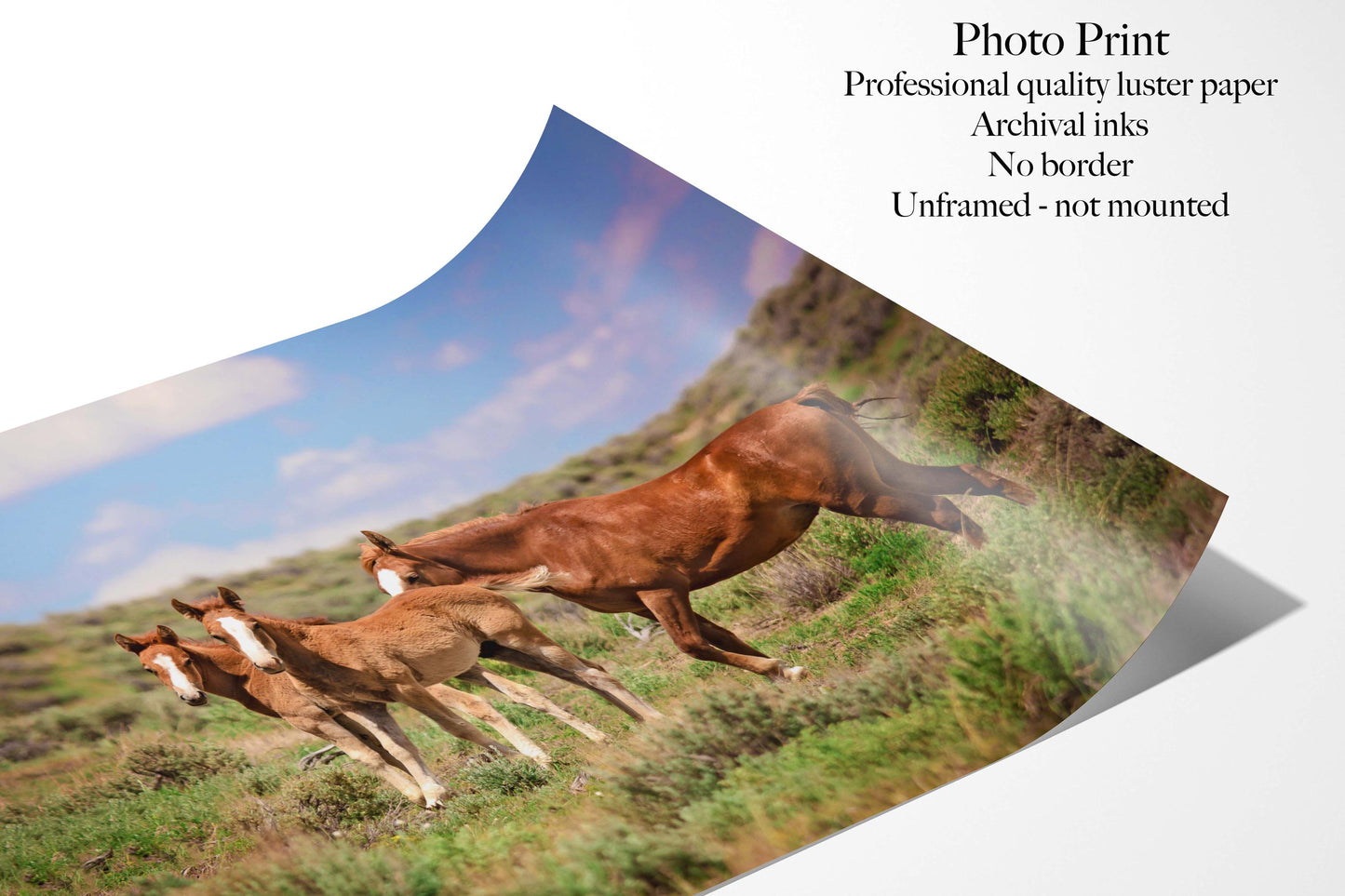 Wild Mustang Foals Canvas Photo, Wild Baby Horses in Colorado Wall Art Print, Wildlife Canvas, Cowboy Old West, Rustic Home or Office Decor