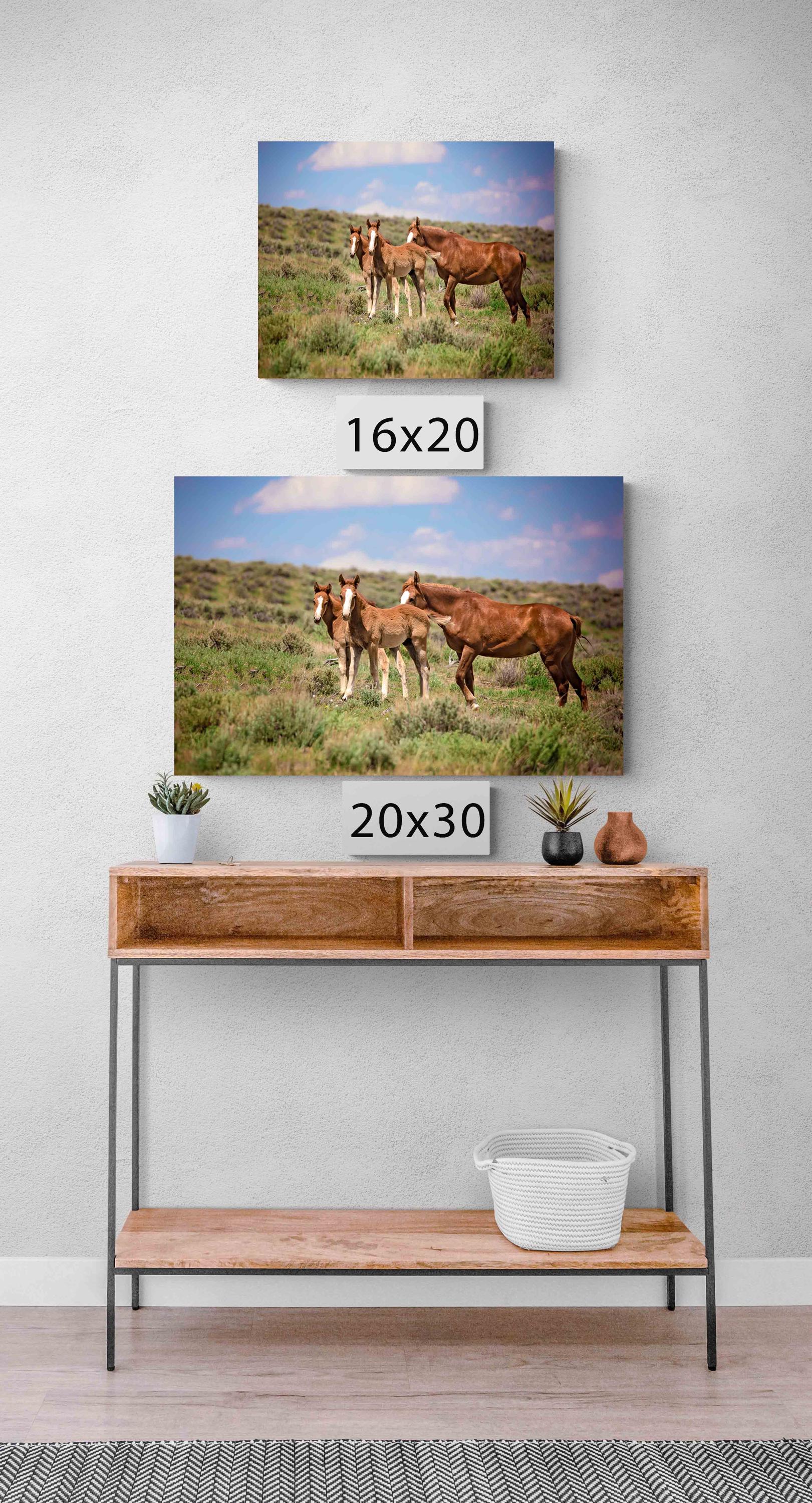 Wild Mustang Foals Canvas Photo, Wild Baby Horses in Colorado Wall Art Print, Wildlife Canvas, Cowboy Old West, Rustic Home or Office Decor