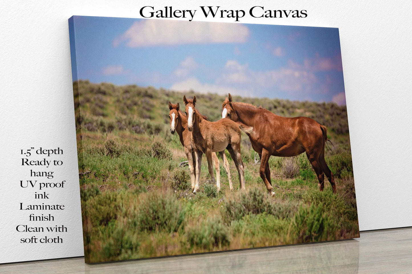 Wild Mustang Foals Canvas Photo, Wild Baby Horses in Colorado Wall Art Print, Wildlife Canvas, Cowboy Old West, Rustic Home or Office Decor