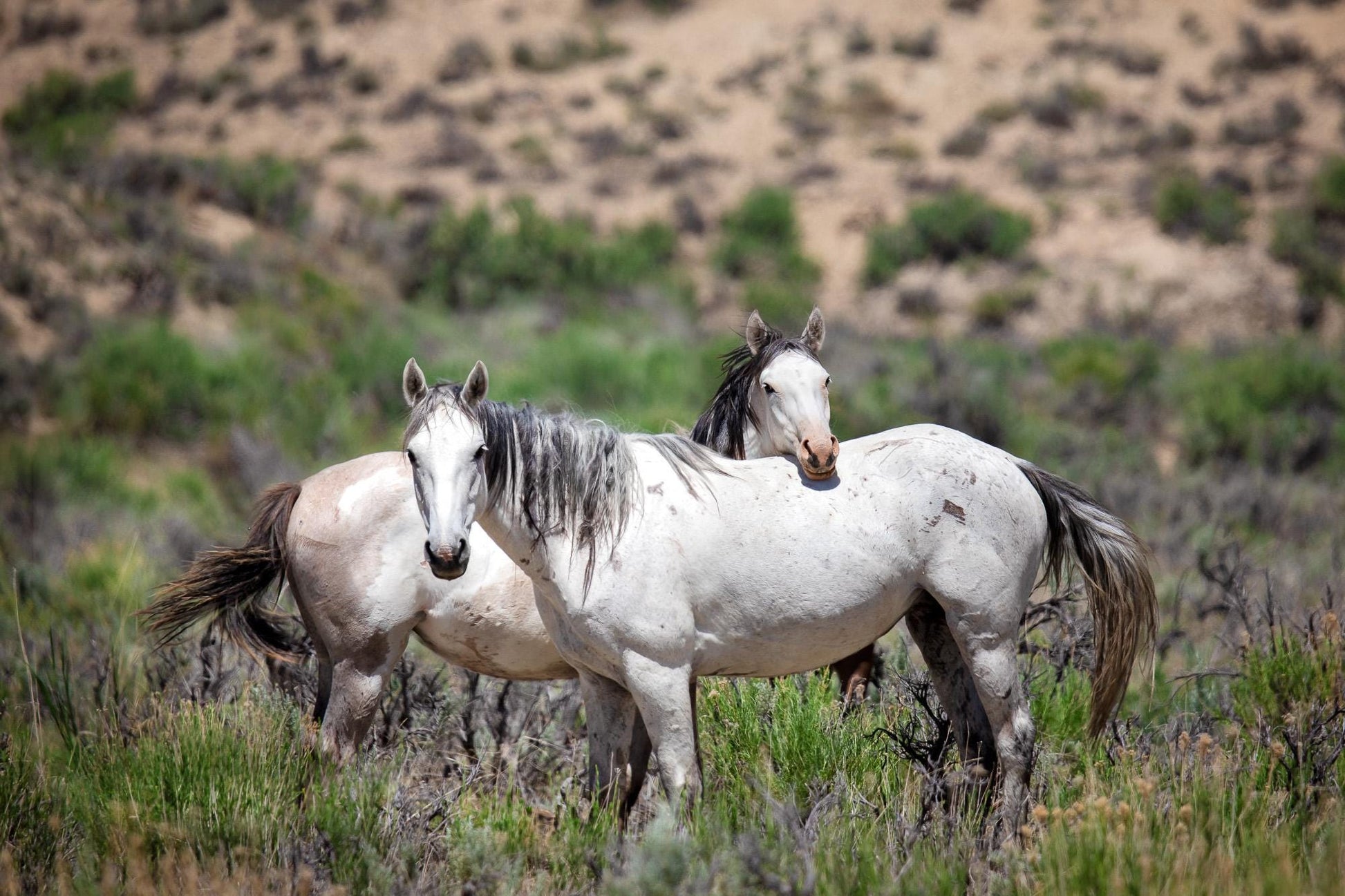 Wild Mustangs Photo, Wild Horses in Colorado Wall Art Print, Pinto and Gray Mares, Wildlife Canvas, Cowboy Old West Decor for Home or Office