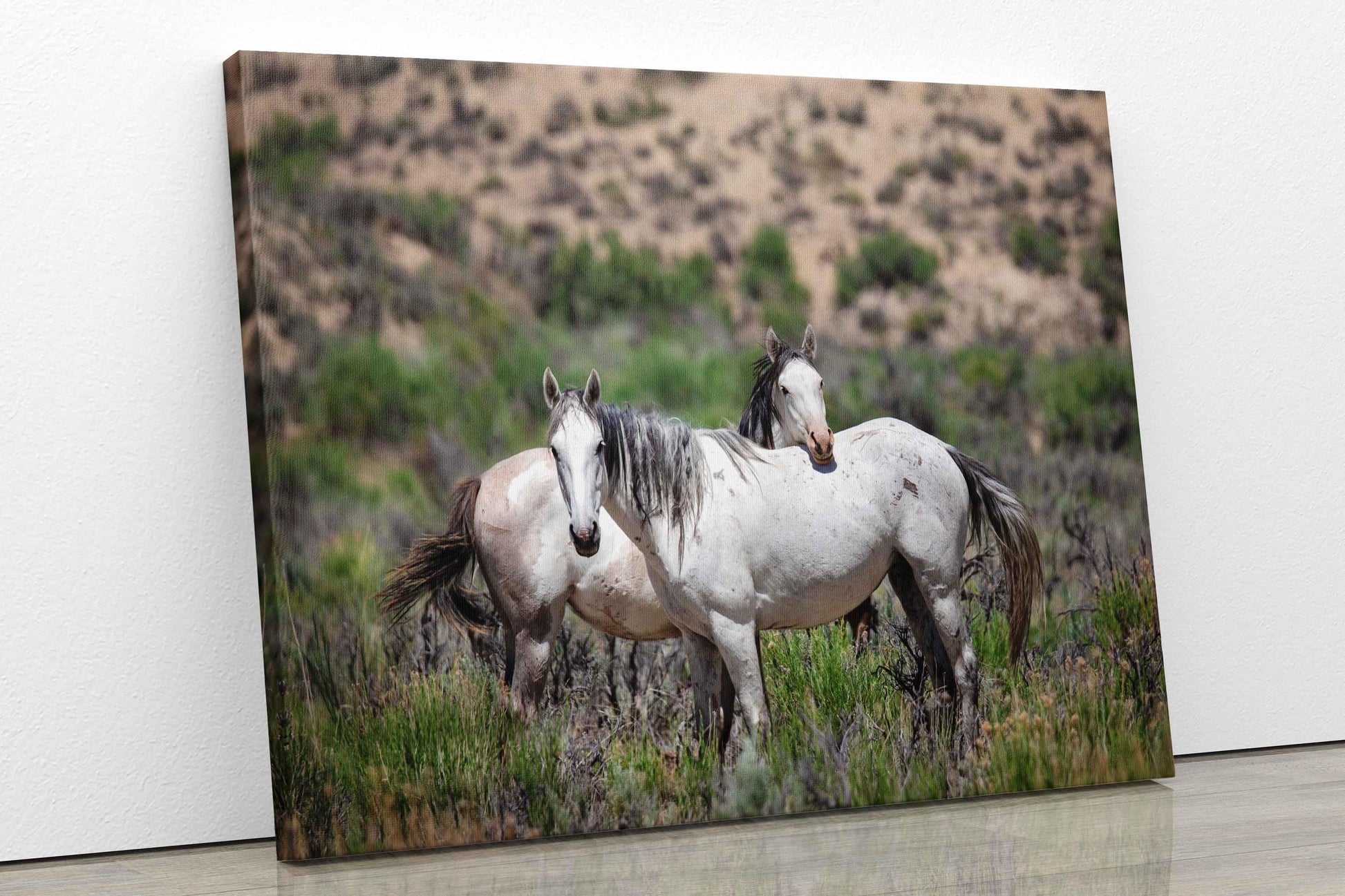 Wild Mustangs Photo, Wild Horses in Colorado Wall Art Print, Pinto and Gray Mares, Wildlife Canvas, Cowboy Old West Decor for Home or Office