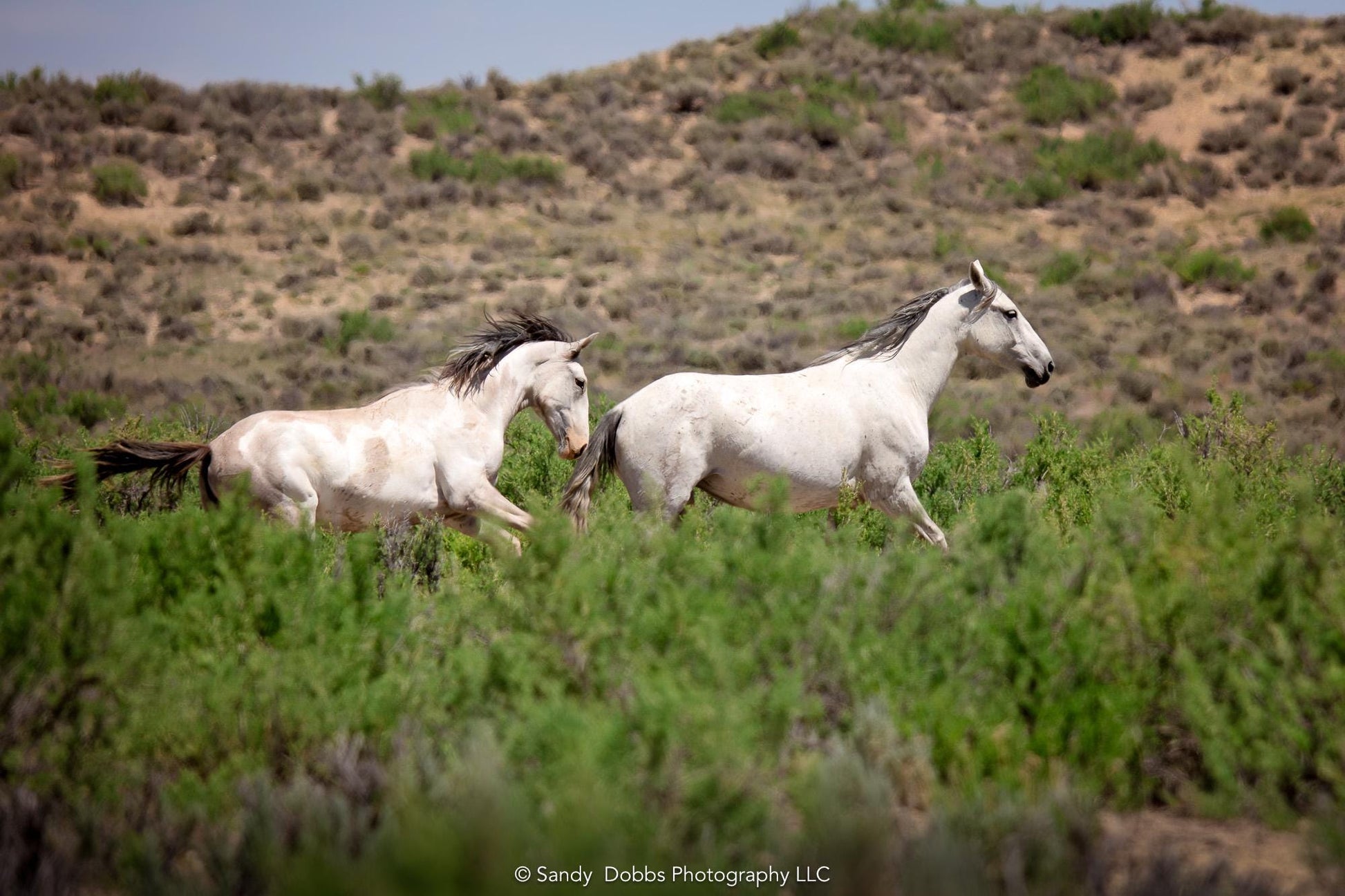 Wild Horses Running Photo Print, Wild Mustangs in Colorado Wall Art, Pinto and Gray Mares, Wildlife Canvas, Cowboy Old West Decor