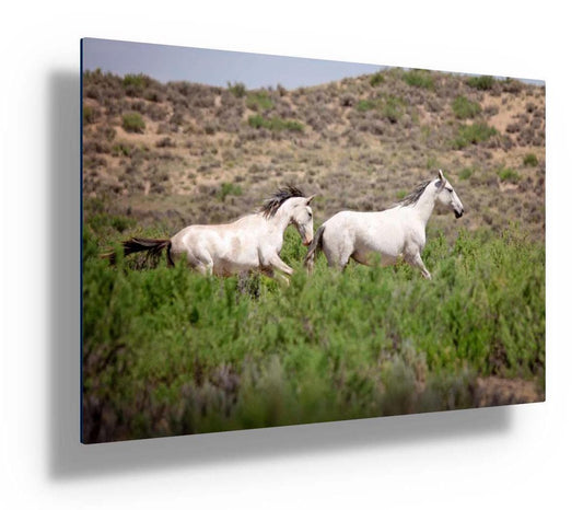 Wild mustangs running in northwest Wyoming. Gray and pinto mares.