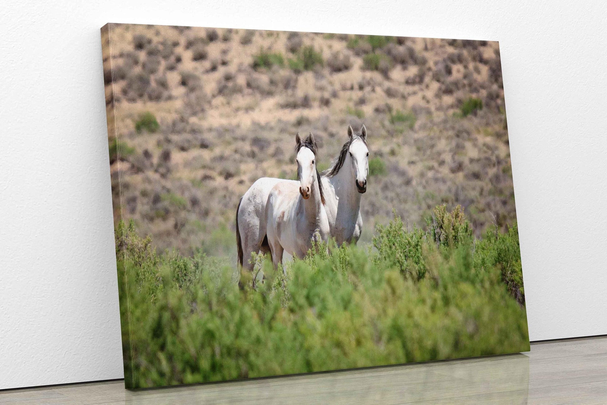 Colorado Wild Horses Photo Print, Wild Mustangs in Colorado Wall Art, Pinto and Gray Mares, Wildlife Canvas, Cowboy Old West Decor