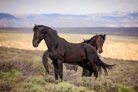 Wild Black Mustang Stallion Standing Photo, Wild Horses in Colorado Wall Art Print, Wildlife Canvas, Cowboy Old West Home or Office Decor