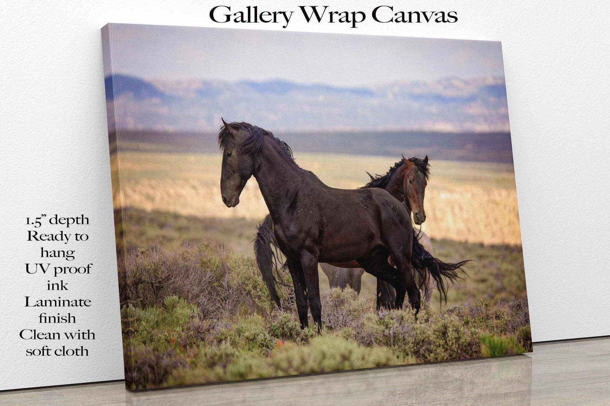 Wild Black Mustang Stallion Standing Photo, Wild Horses in Colorado Wall Art Print, Wildlife Canvas, Cowboy Old West Home or Office Decor