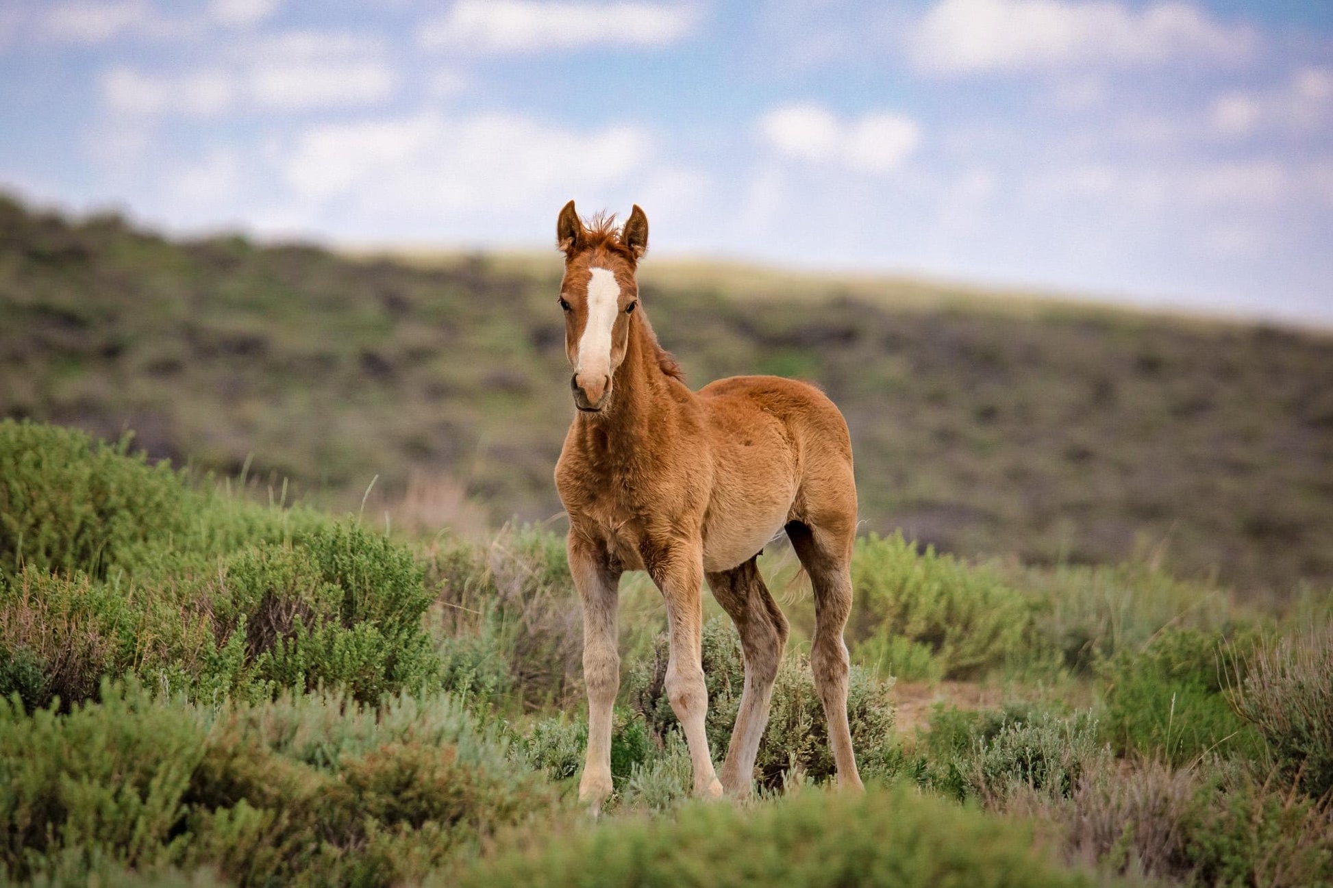 Wild Mustang Baby Horse Canvas Photo, Wild Foal in Colorado Wall Art Print, Wildlife Horse Canvas, Cowboy Old West Decor for Home or Office