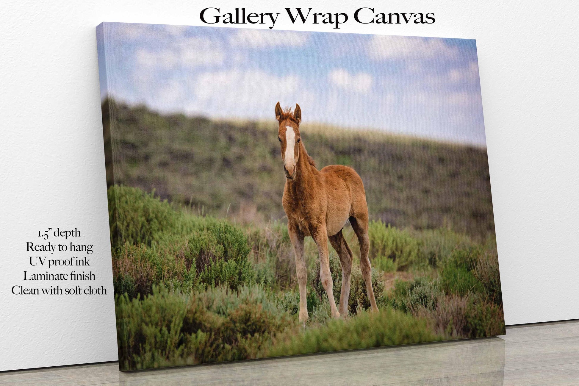 Wild Mustang Baby Horse Canvas Photo, Wild Foal in Colorado Wall Art Print, Wildlife Horse Canvas, Cowboy Old West Decor for Home or Office