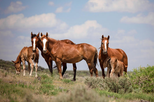 Wild mustang mares with foals in Sand Wash Basin, Colorado. Living wild and free. Beautiful sorrel color with blaze faces.Horses are still living wild and free! Available in fine art prints, canvases, acrylic and metal.