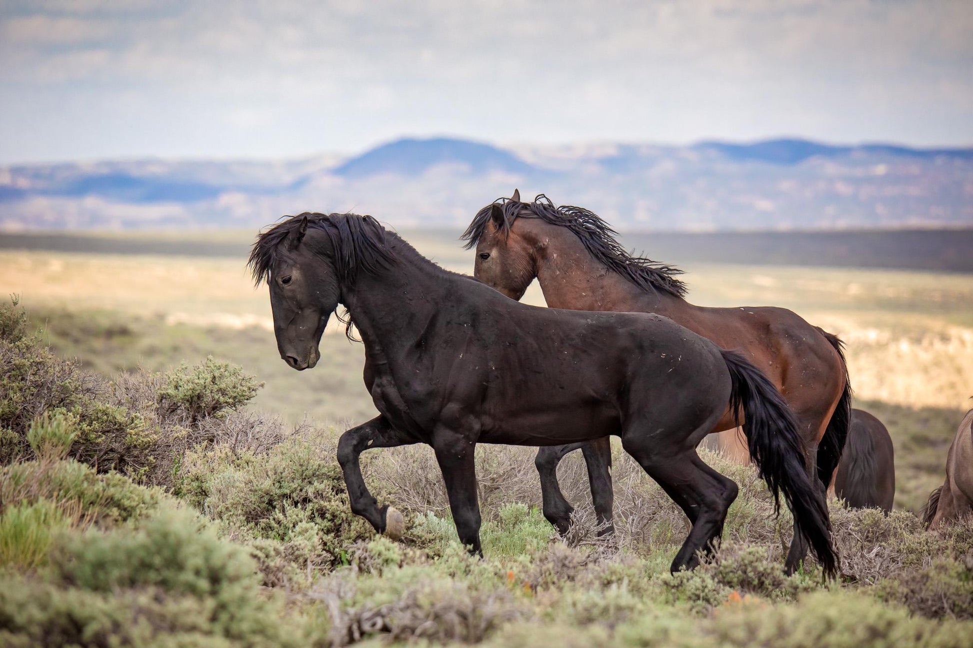 Wild Mustang Black Stallion Photo, Wild Horses in Colorado Wall Art Print, Wildlife Canvas, Cowboy Old West Decor for Home or Office