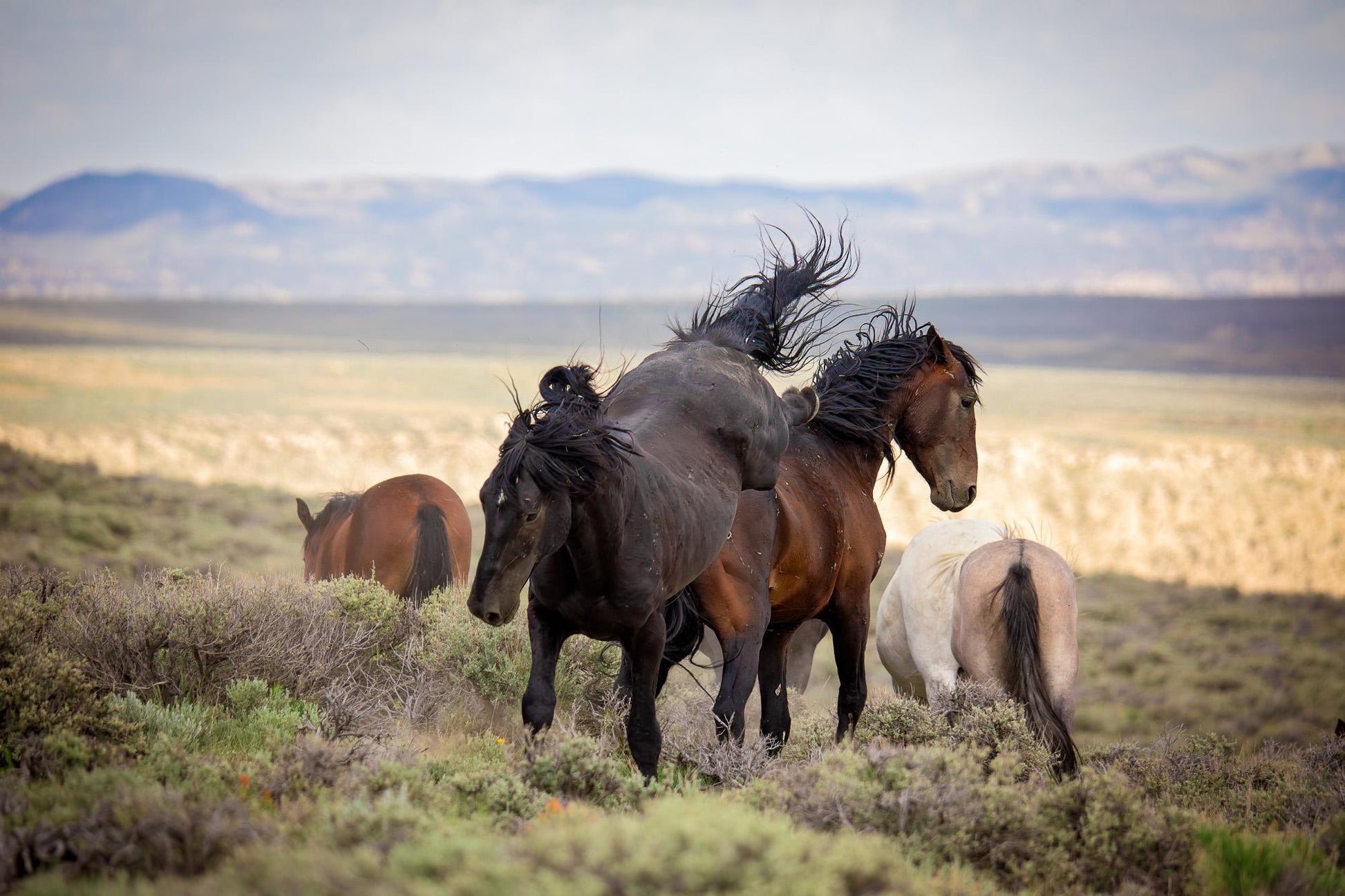 Black stallion kicking bay stallion. Wild horses fighting in Colorado.