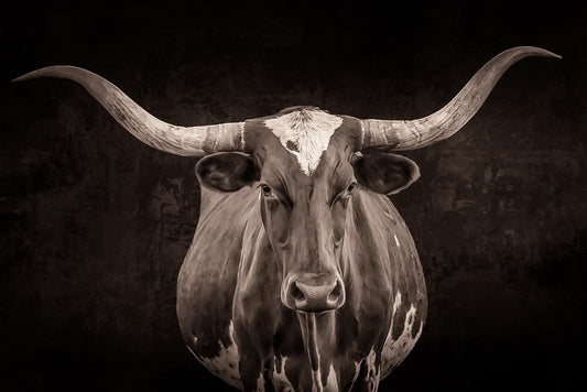 Sepia Tone Texas Longhorn Cow Wall Art, Black and White Western Rustic Decor, Cowboy Style, Farm and Ranch, Canvas Print for Home or Office