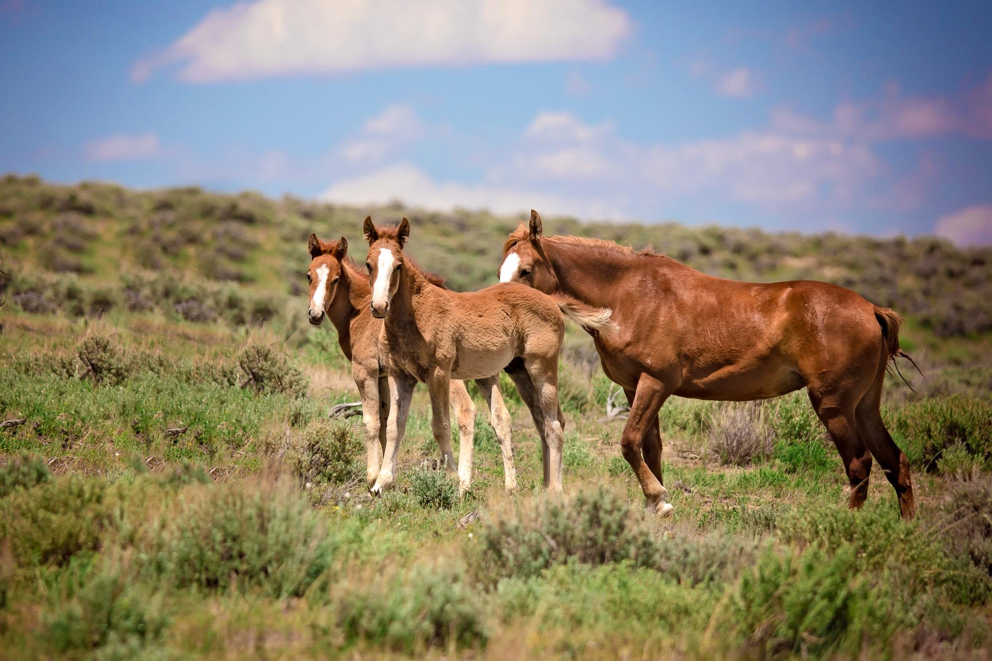 Wild Mustang Foals Canvas Photo, Wild Baby Horses in Colorado Wall Art Print, Wildlife Canvas, Cowboy Old West, Rustic Home or Office Decor