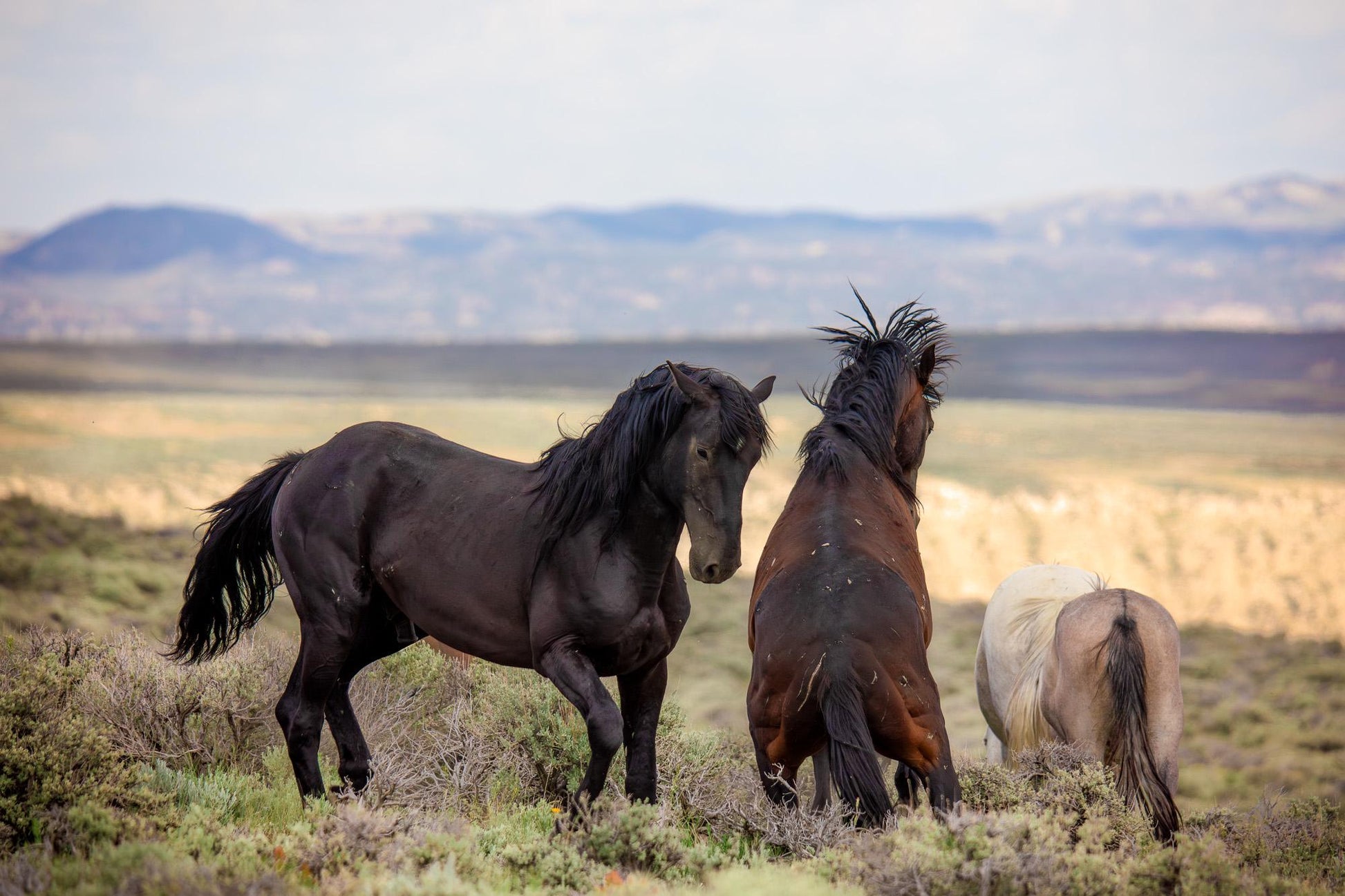 Wild mustang stallions fighting in Colorado.