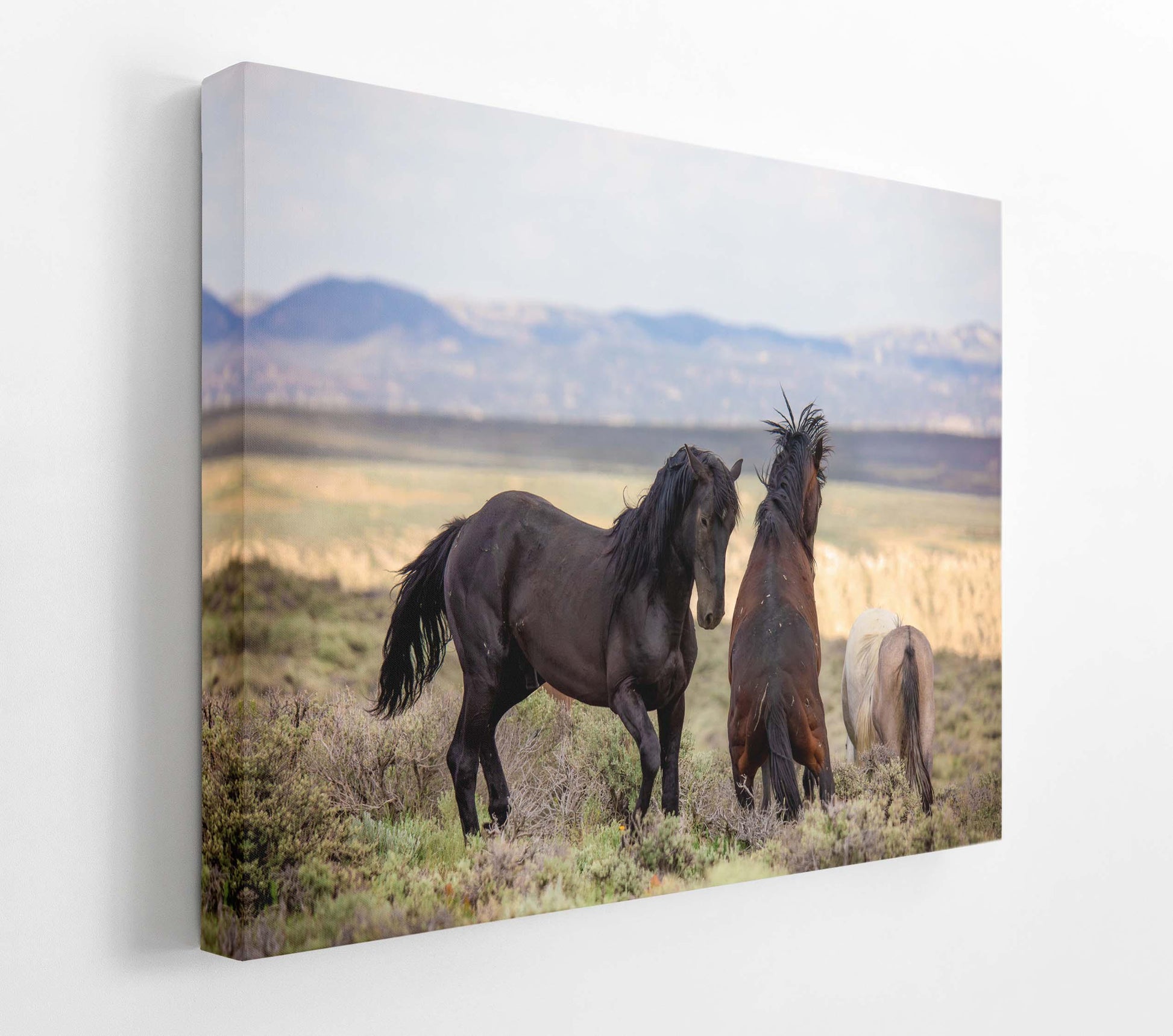 Wild Horses Fighting Photo Print, Colorado Mustang Stallions Wall Art, Wildlife Canvas, Cowboy Old West Style, Rustic Decor