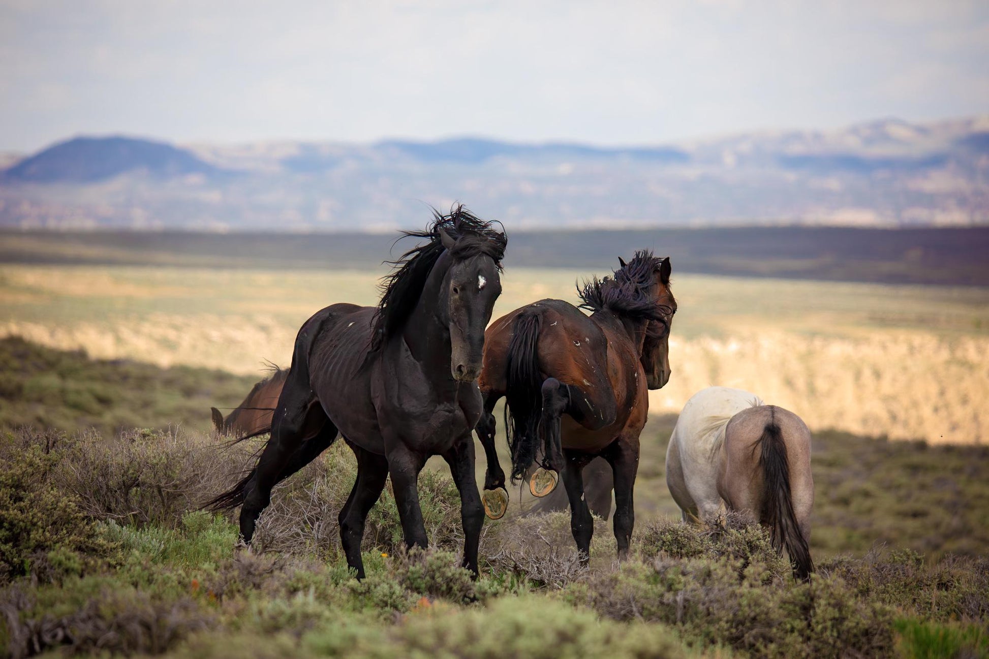 Wild Mustang Stallions Fighting Photo, Wild Horses in Colorado Wall Art Print, Wildlife Canvas, Cowboy Old West Style, Home or Office Decor