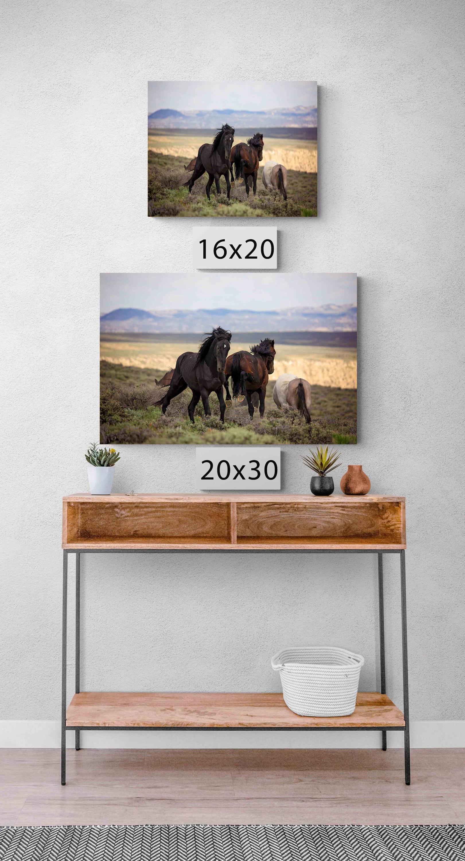 Wild Mustang Stallions Fighting Photo, Wild Horses in Colorado Wall Art Print, Wildlife Canvas, Cowboy Old West Style, Home or Office Decor