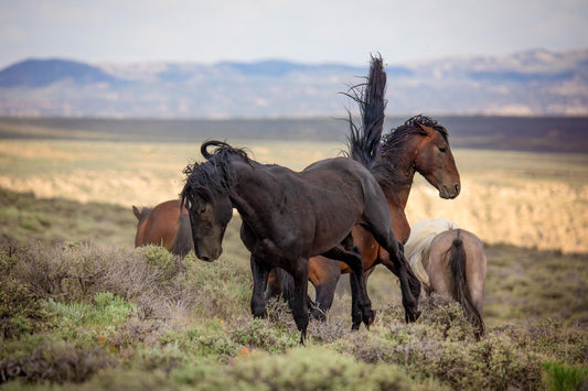 Wild Horses Fighting Photo Print, Mustang Stallions in Colorado Wall Art, Wildlife Canvas, Cowboy Old West Style, Rustic Home Office Decor