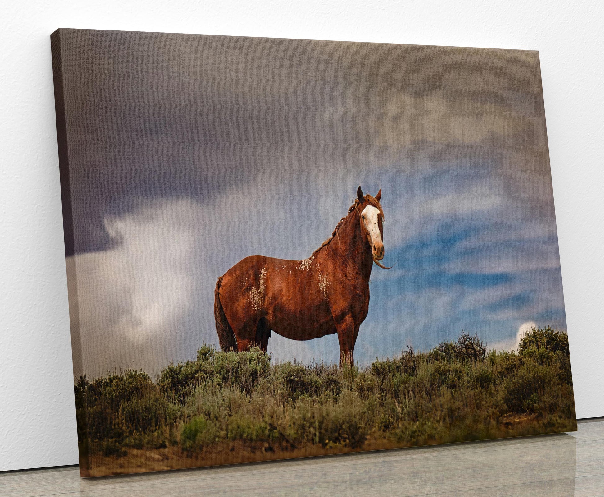 Wild horse in Colorado. Blaze face chestnut. Image showing print on canvas.