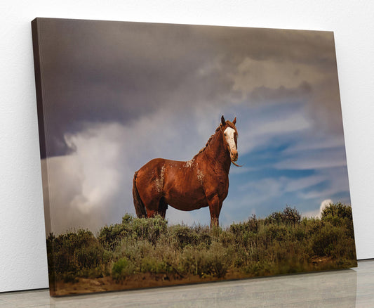 Wild horse in Colorado. Blaze face chestnut. Image showing print on canvas.