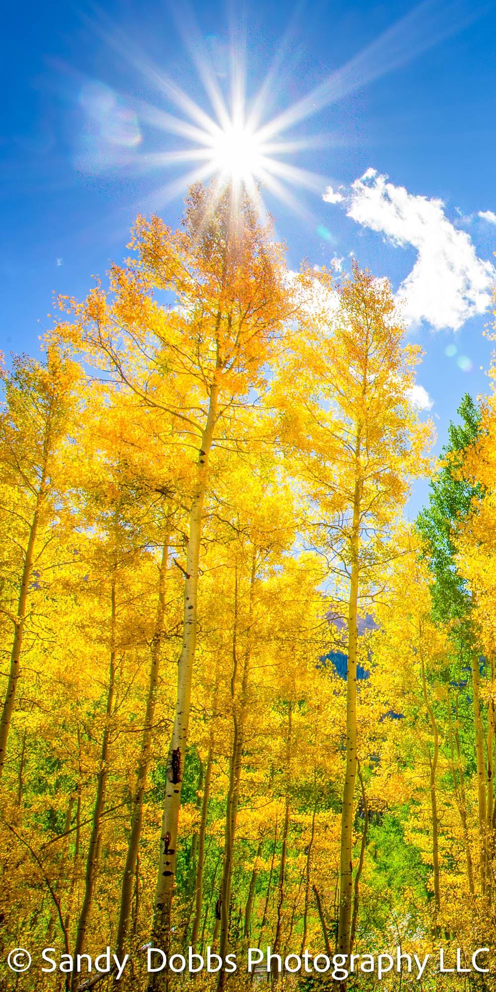 Colorado Golden Aspens Vertical Canvas Print, Autumn Aspens Nature Photo, Rocky Mountain Landscape, Large Wall Art, Colorado Photography