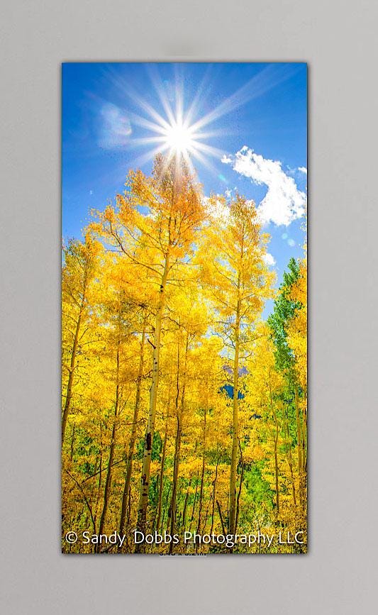 Vertical print of golden aspens with light in the trees. Taken along Million Dollar Highway between Silverton and  Ouray, Colorado.