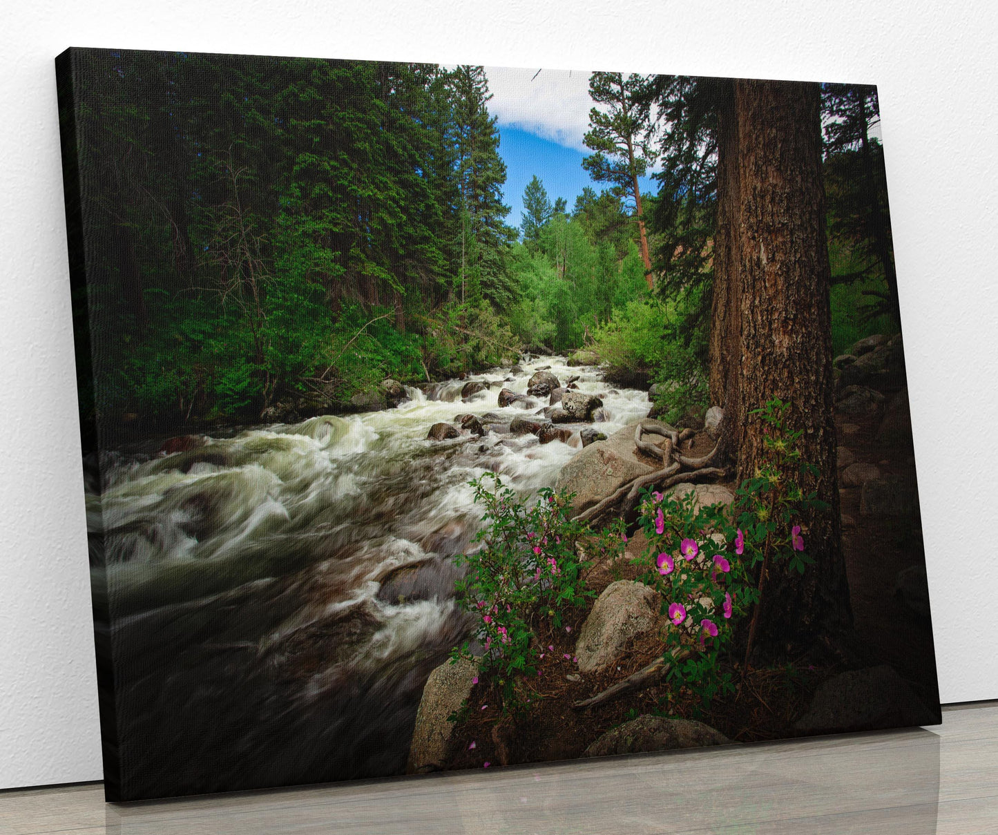 Tuxedo Creek in Rocky Mountain National Park. Wild Roses growing by the stream.