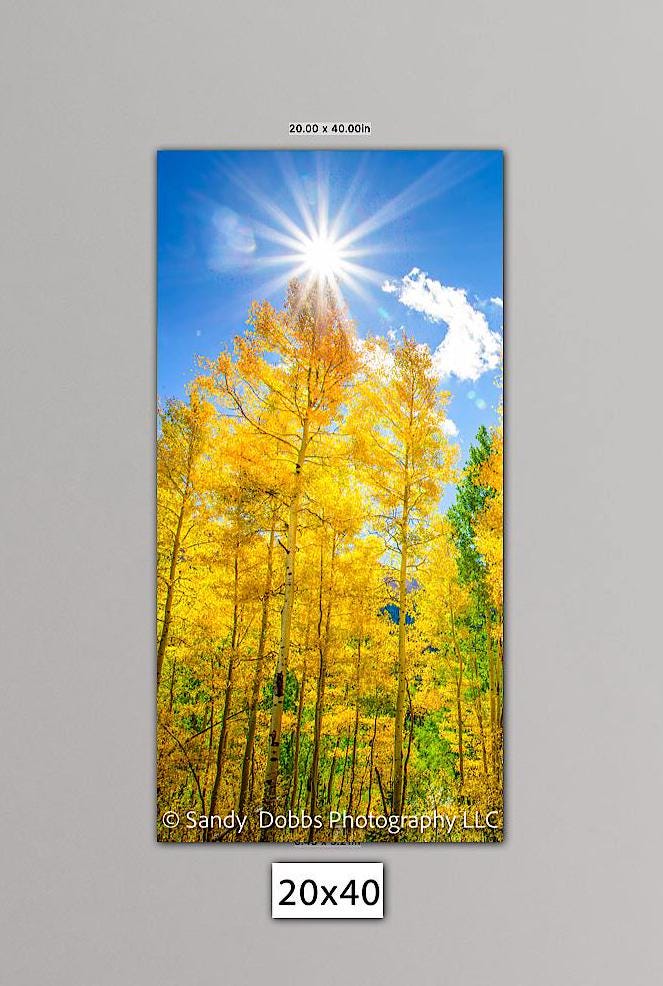 Colorado Golden Aspens Vertical Canvas Print, Autumn Aspens Nature Photo, Rocky Mountain Landscape, Large Wall Art, Colorado Photography