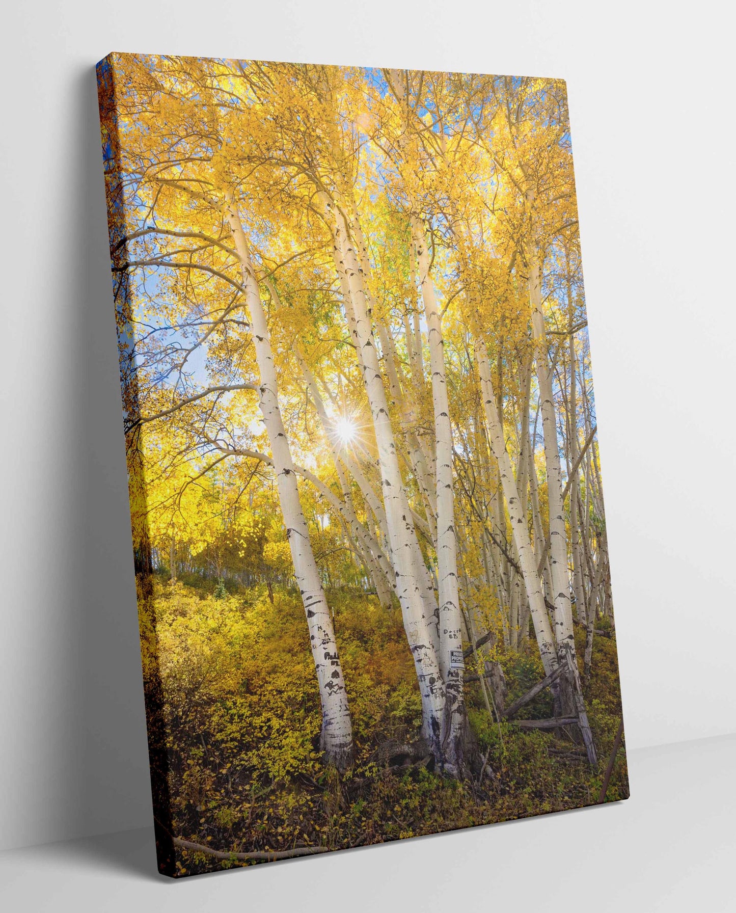 Beautiful golden aspens in fall. Colorado landscape near Telluride. Image shown on canvas print.