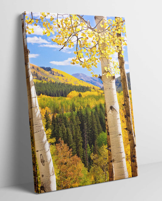 Beautiful aspens in golden fall color near Crested Butte Colorado. Original image shown as canvas print.