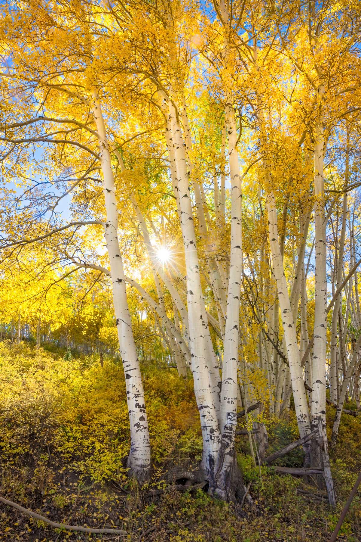 Beautiful golden aspens in fall. Colorado landscape near Telluride.